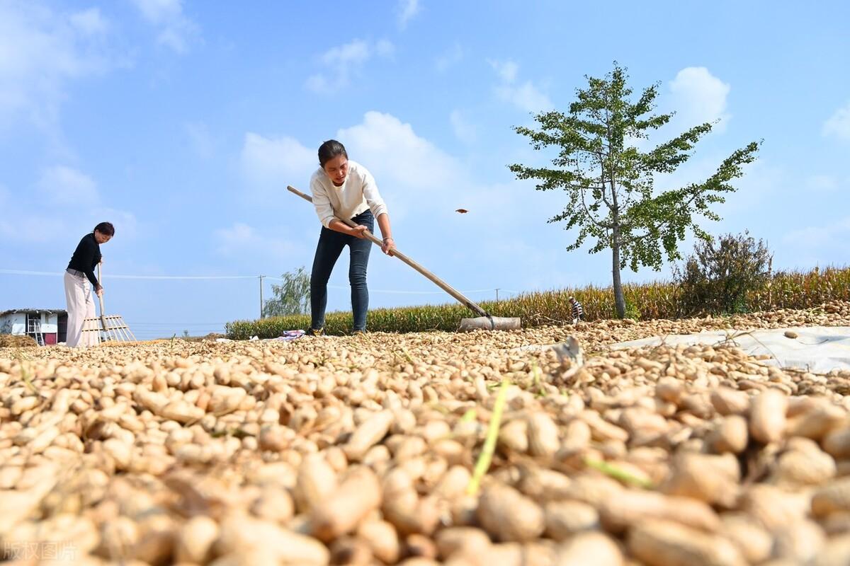 生花生价格最新行情分析